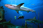 Project Aware Shark Conservation