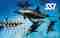 SSI Marine Mammal Ecology
