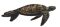 Sea Turtle